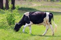 Black and white cow grazing on green grass meadows on a sunny summer day Royalty Free Stock Photo