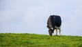 black and white cow grazing on a green meadow. copy space Royalty Free Stock Photo