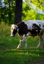 A black-white cow Royalty Free Stock Photo
