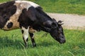 A black and white cow grazing in a green meadow. Royalty Free Stock Photo