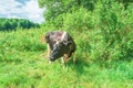 Black and white cow grazing in green meadow, selective focus Royalty Free Stock Photo