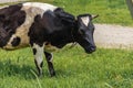 A black-and-white cow grazing in a green meadow in summer. Royalty Free Stock Photo