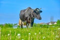 Black and white cow grazing on green meadow. Summer landscape Royalty Free Stock Photo