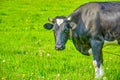 Black and white cow grazing on green meadow. Summer landscape Royalty Free Stock Photo