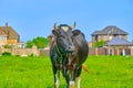 Black and white cow grazing on green meadow. Summer landscape Royalty Free Stock Photo