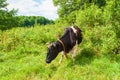 Black and white cow grazing in green meadow at sunny light day Royalty Free Stock Photo