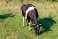 Black and white cow grazing on a green meadow at sunny summer morning Royalty Free Stock Photo