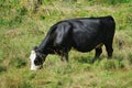 Black and white cow grazing in a lush green field, contentedly eating the grass Royalty Free Stock Photo