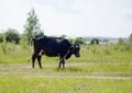 Black and white cow grazing in a meadow