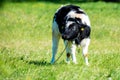 black white cow in a meadow Royalty Free Stock Photo