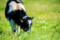 black white cow eating grass in a meadow Royalty Free Stock Photo