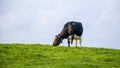 Black and white cow on green grass field under sky Royalty Free Stock Photo