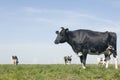 Black and white cow in green grassy meadow under blue sky in the