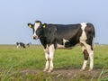 Black and white cow, heifer, small udders, holstein, in the Netherlands standing on green grass in a meadow. Royalty Free Stock Photo