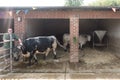 Black and white cow with her farmer Royalty Free Stock Photo