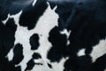 Black and white cow hide texture. Front shoulder close up. Royalty Free Stock Photo