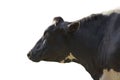 Black and white cow image  isolated on the white background Royalty Free Stock Photo