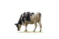 Black and white cow image  isolated on the white background Royalty Free Stock Photo