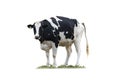 Black and white cow image  isolated on the white background Royalty Free Stock Photo