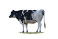 Black and white cow image  isolated on the white background Royalty Free Stock Photo