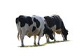 Black and white cow image  isolated on the white background Royalty Free Stock Photo