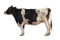 Black and white cow image  isolated on the white background Royalty Free Stock Photo