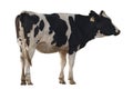 Black and white cow image  isolated on the white background Royalty Free Stock Photo