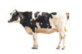 Black and white cow image  isolated on the white background Royalty Free Stock Photo