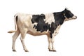 Black and white cow image  isolated on the white background Royalty Free Stock Photo