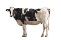 Black and white cow image  isolated on the white background Royalty Free Stock Photo