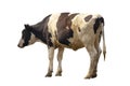 Black and white cow image  isolated on the white background Royalty Free Stock Photo