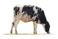 Black and white cow image  isolated on the white background Royalty Free Stock Photo