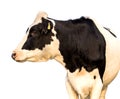 Black and white cow isolated on white Royalty Free Stock Photo