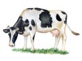 Black and white cow isolated on white background. Watercolor. Illustration Royalty Free Stock Photo