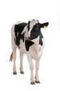 Black - white cow isolated on a white Royalty Free Stock Photo