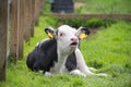 Black and White Cow laying down in a green pasture Royalty Free Stock Photo