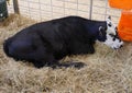 Black and white cow on dried grass inside a cage at an agriculture fair and exhibit Royalty Free Stock Photo