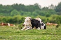 Black and white Cow lying and sleep in the green grass Royalty Free Stock Photo