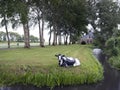 Black and white cow in meadow in front of typical farm in dutch Royalty Free Stock Photo