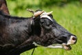 black and white cow mooing in a field with grass close-up Royalty Free Stock Photo