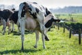 Cow bends its head back to lick a hind leg because of the itch