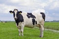 Black&white cow outdoor Royalty Free Stock Photo