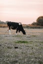 black and white cow in the pasture.Holstein Friesian Cattle.dairy cows with black and white spotting.Farm animals cows Royalty Free Stock Photo