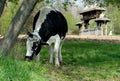 Black and white cow in the pasture, Poland Royalty Free Stock Photo