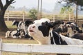 Black and white cow picture in Farm, Cow Head Royalty Free Stock Photo