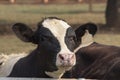 Black and white cow picture in Farm, Cow Head Royalty Free Stock Photo