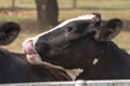 Black and white cow picture in Farm, Cow Head Royalty Free Stock Photo