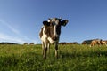 Black and white cow Royalty Free Stock Photo