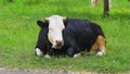 Black and white cow is resting and feeding green grass