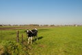 Black and white cow at a rusty gate Royalty Free Stock Photo